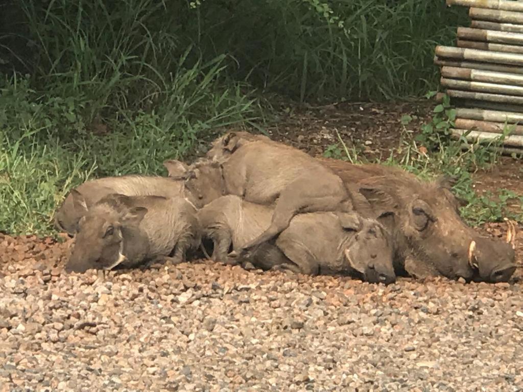 515 On Warthog By The River Marloth Park Eksteriør bilde